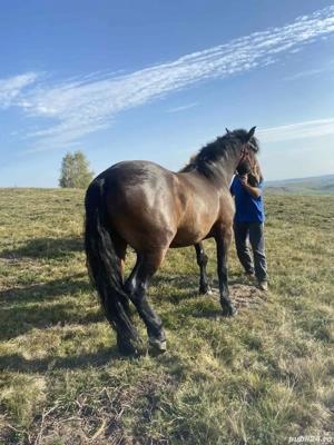 vand doi cai - imagine 5