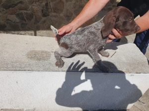 Brac german de vanzare - imagine 5 Brac german de vanzare - imagine 5