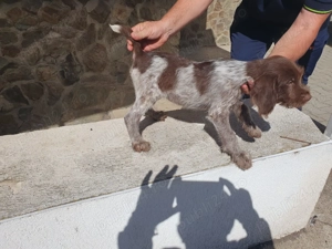 Brac german de vanzare - imagine 2 Brac german de vanzare - imagine 2