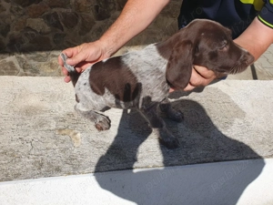 Brac german de vanzare - imagine 4 Brac german de vanzare - imagine 4