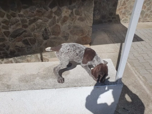 Brac german de vanzare - imagine 3 Brac german de vanzare - imagine 3