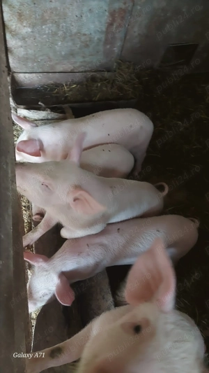 De vanzare purcei 11 saptamani