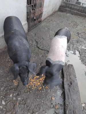 Porci de vânzare 