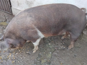 Porci de vânzare  - imagine 3