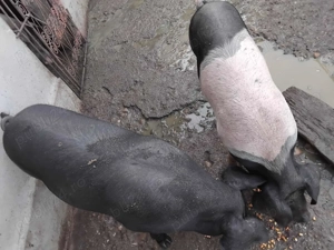 Porci de vânzare  - imagine 2