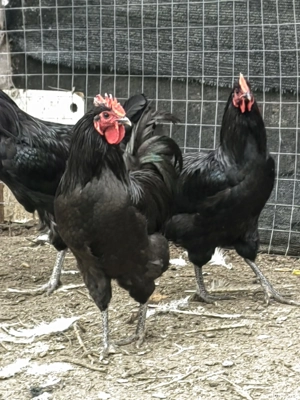 Vand găini Austrolop 