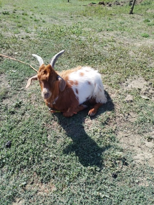 Tapi tineri de vanzare - imagine 4