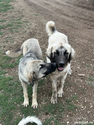caini ciobanesti , caini de oi !  - imagine 5