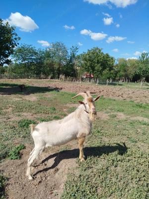 Tapi tineri de vanzare