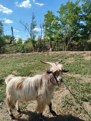 Tapi tineri de vanzare - imagine 3