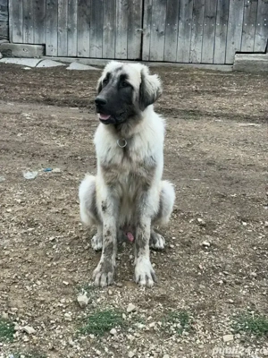 caini ciobanesti , caini de oi !  - imagine 4