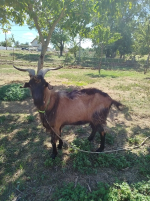 Tapi tineri de vanzare - imagine 2