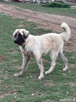 caini ciobanesti , caini de oi !  - imagine 3