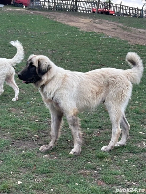 caini ciobanesti , caini de oi !  - imagine 2