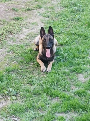 Ciobănesc Belgian Malinois