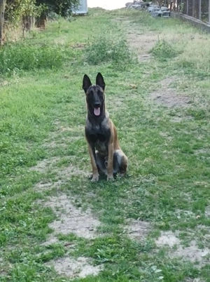 Ciobănesc Belgian Malinois  - imagine 2