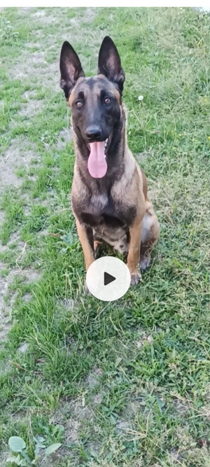 Ciobănesc Belgian Malinois  - imagine 3
