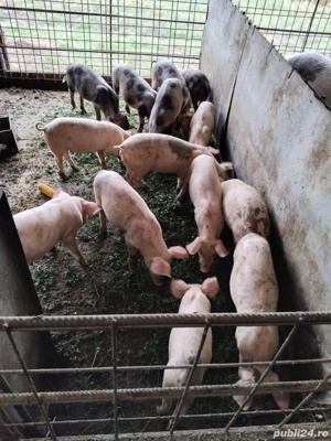 Vand Soldani - imagine 2 Vand Soldani - imagine 2