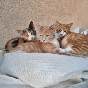 Pisicuțe , donație