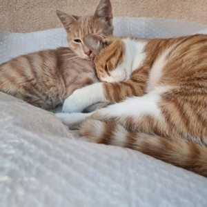 Pisicuțe , donație  - imagine 2