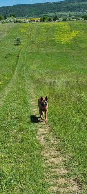 Ciobănesc belgian malinois  - imagine 5