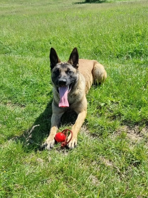 Ciobănesc belgian malinois  - imagine 3