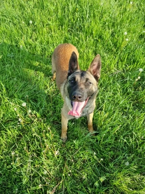 Ciobănesc belgian malinois