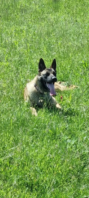 Ciobănesc belgian malinois  - imagine 2