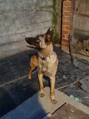 Ciobănesc belgian malinois  - imagine 4