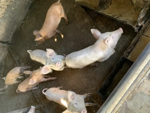 Purcei de vânzare DUROC LANDRAS - imagine 3