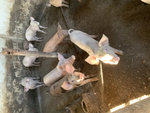 Purcei de vânzare DUROC LANDRAS - imagine 2