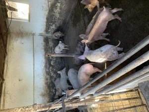 Purcei de vânzare DUROC LANDRAS - imagine 4