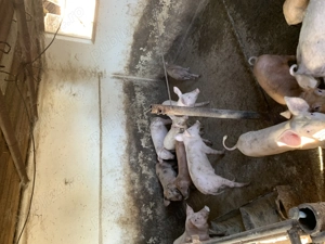 Purcei de vânzare DUROC LANDRAS - imagine 5