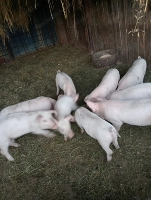 Purcei de vânzare, 8 s pt mâni la Voivodeni(Mures)