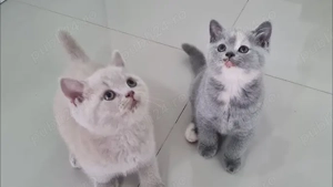 pisicute superbe british