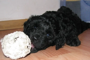 caniche transport intern si international - imagine 2 caniche transport intern si international - imagine 2