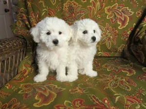 bichon frise asigur transport contra cost