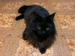 siberiana de padure asigur transport contra cost.