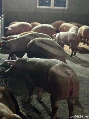 Porci de vanzare 100-160kg!  - imagine 3