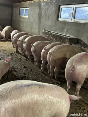 Porci de vanzare 100-160kg!  - imagine 4
