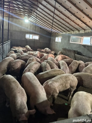 Porci de vanzare 100-160kg!  - imagine 2