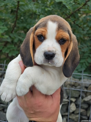 Pui de Beagle disponibili - imagine 2