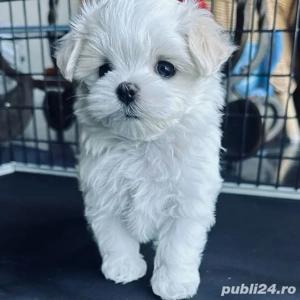 bichon maltez mini toy  - imagine 3 bichon maltez mini toy  - imagine 3