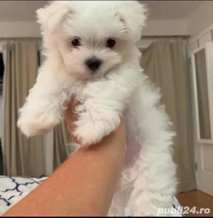 bichon maltez mini toy  - imagine 2 bichon maltez mini toy  - imagine 2