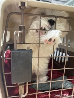 bichon maltez mini toy  - imagine 4 bichon maltez mini toy  - imagine 4