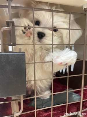 bichon maltez mini toy  - imagine 2 bichon maltez mini toy  - imagine 2