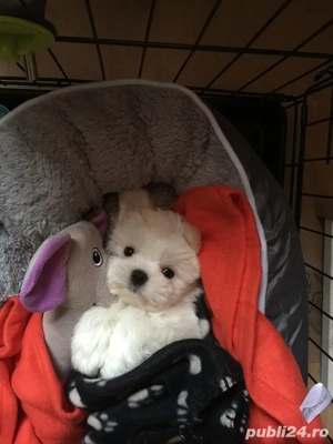 bichon maltez mini toy