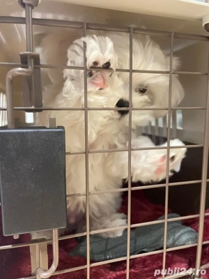 bichon maltez mini toy  - imagine 3 bichon maltez mini toy  - imagine 3