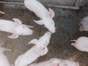 Vând purcei marele alb cu pietrian