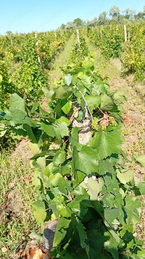 De vanzare teren extravilan arabil si vie.Pret 4 euro m.p. - imagine 6